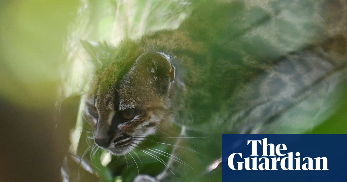 Newly identified Bolivian wildcat 'Tigrino' plays in his enclosure