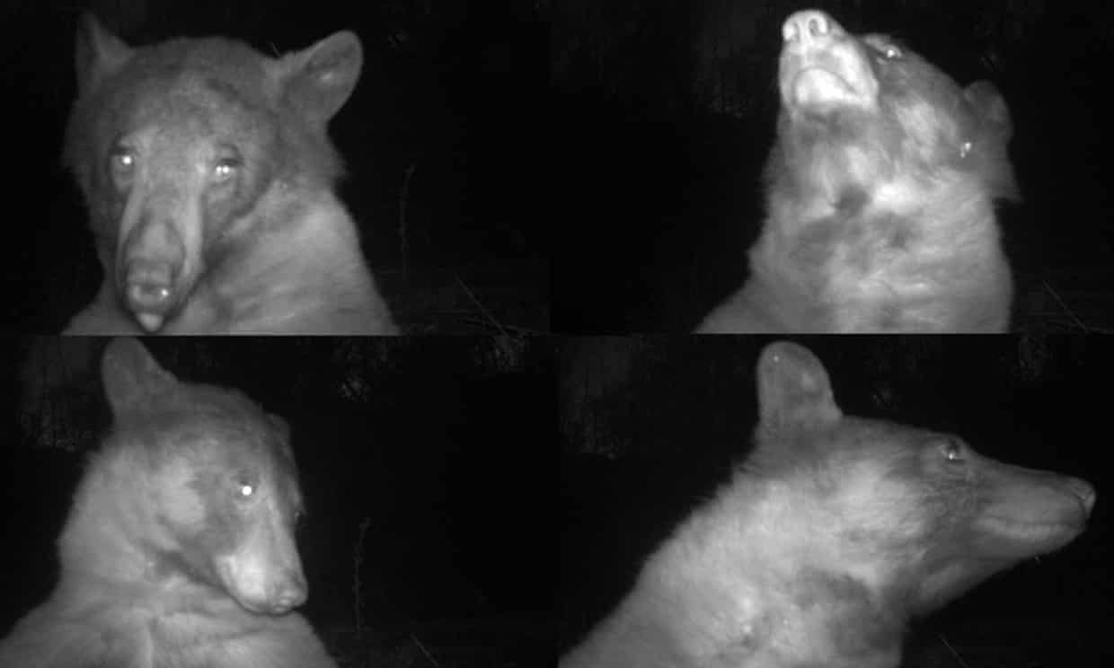 Bear goes selfie-crazy by snapping 400 pictures on Colorado wildlife camera (theguardian.com)