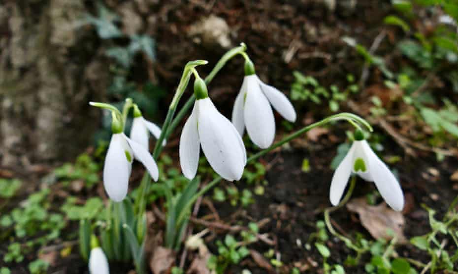 Early snowdrops are seen in bloom on a damp, grey day in Dunsden, Oxfordshire