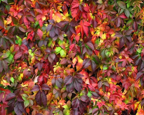 Multicolour Virginia creeper (Parthenocissus tricuspidata) leaves in autumn.