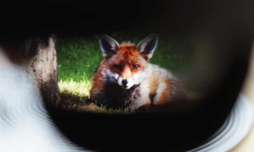 A photo of a fox viewed through the lens of the Nreal Air.