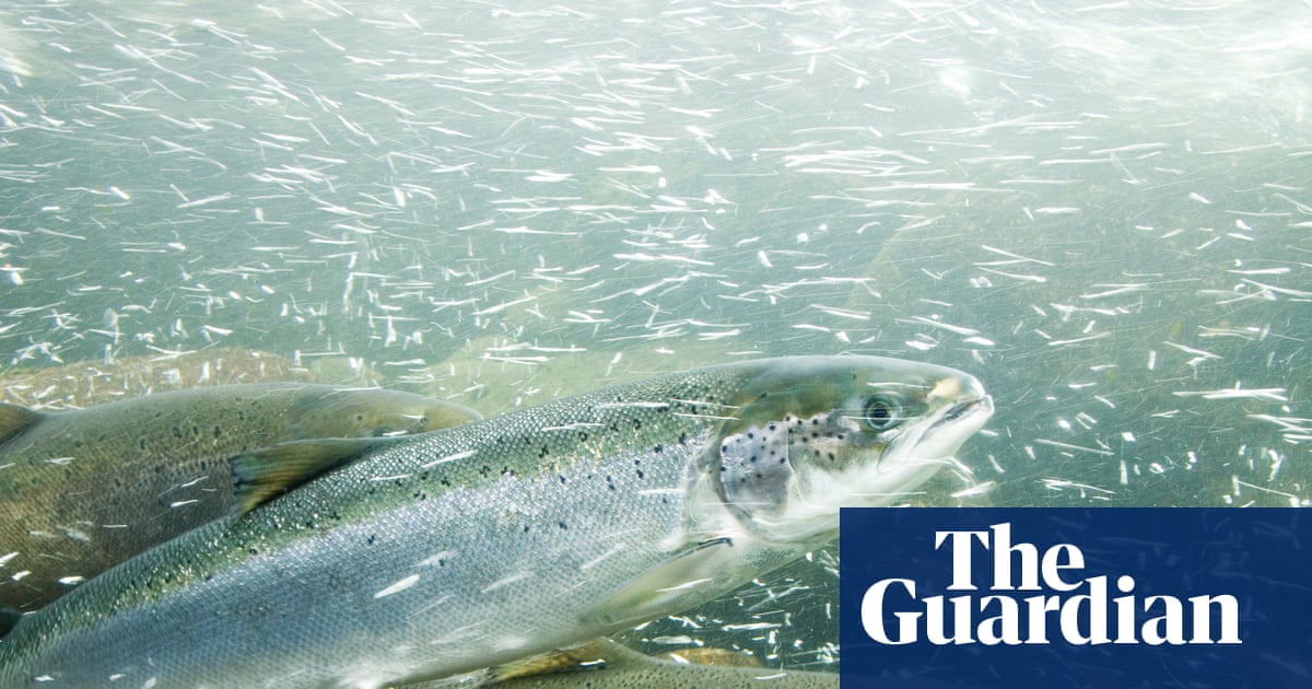 Cocaine pollution in rivers and lakes may disrupt behaviour of salmon, study finds