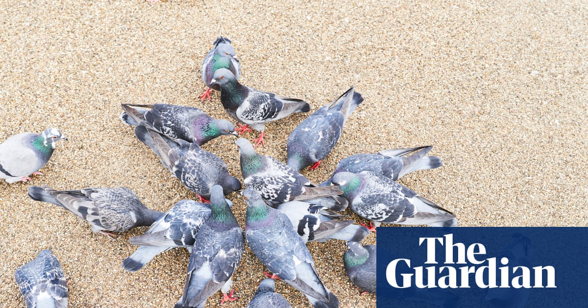 Rethinking Pigeon Control: A Celebration of Urban Wildlife