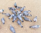 Pigeon: fermare chi le nutre è la vera chiave di controllo