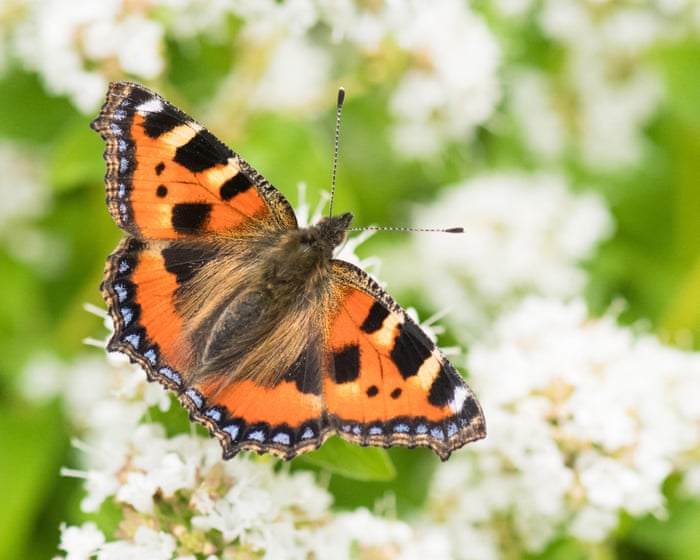 Britain’s butterflies bounce back in annual count – but only to average levels