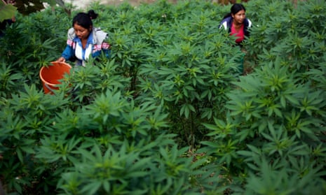 Two women collect marijuana in a rural zone of Toribio, in the province of Cauca, Colombia, on 28 August 2016.