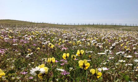 Spring flowers in the Meadows of Machair, North Uist