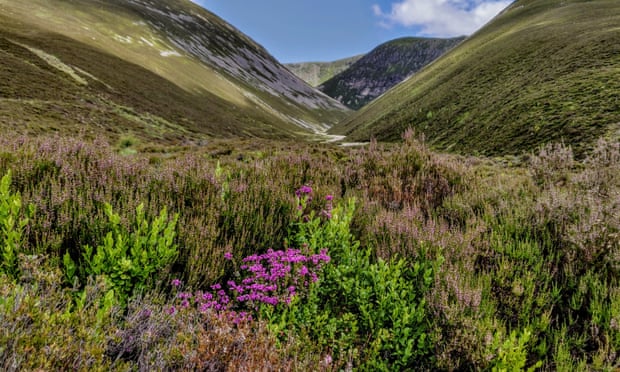 Heathers and blaeberries at the entrance to Coire Garbhlach.
