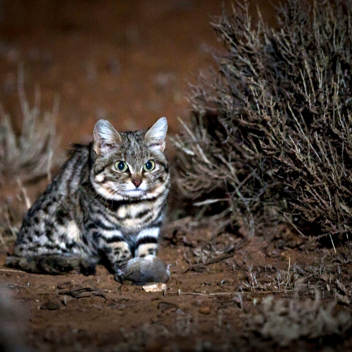 big cats review creatures great and