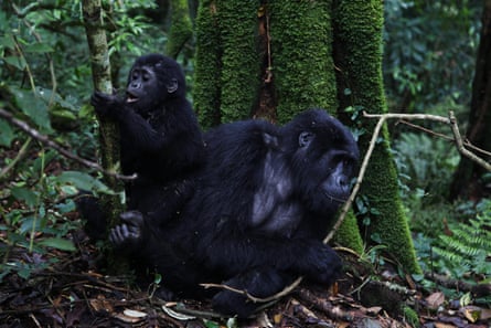 A mountain gorilla from the Mukiza family rests with an infant.