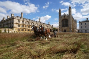 Shire horses harvesting the wildflower meadow at King's College, Cambridge