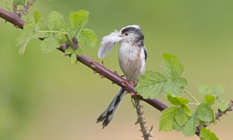A long-tailed tit (Aegithalos caudatus) collecting nesting material.