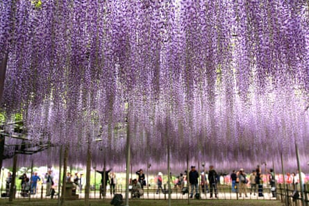 The beautiful Ashikaga Flower park