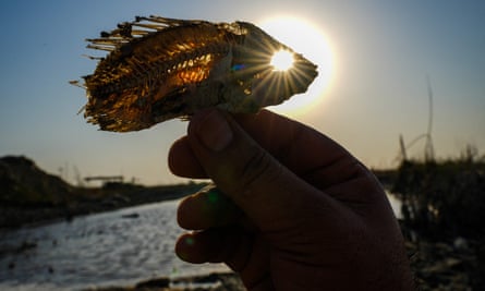 A man shows the skeleton of a fish at a dry marsh in Chibayish, Iraq’s southern Dhi Qar province, on 5 July 2023.