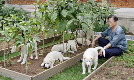 South Korean President Moon Jae-in with puppies at the the Blue House in Seoul, South Korea.