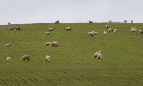 Sheep grazing in a paddock off the Lachlan Valley Way in Central West NSW