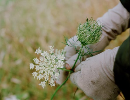 Wong holding Queen Anne’s Lace Flower in two different stages.