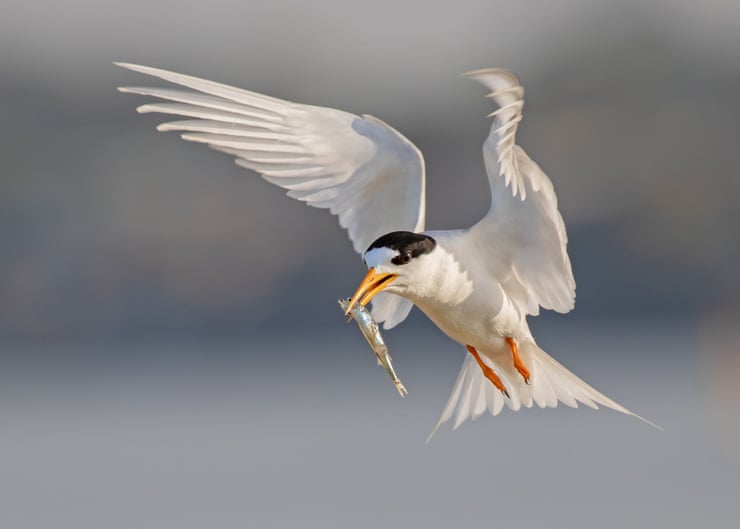 Floating nests and decoys: how fairy terns are being charmed back to Port Phillip Bay Floating nests and decoys: how fairy terns are being charmed back to Port Phillip Bay