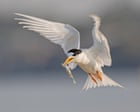 Floating nests and decoys: how fairy terns are being charmed back to Port Phillip Bay