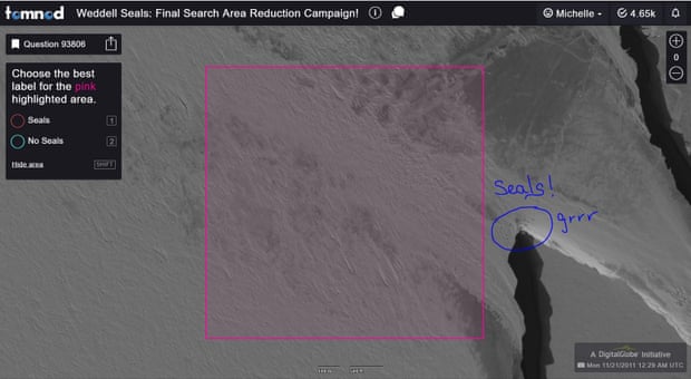 The satellite image of the ice is overlaid with a pink box to indicate the research area.A group of seals is just outside the box 