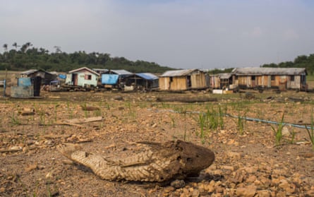 A dead Bodó in front of stranded floating houses on the bed of the Negro river, near Manaus, Brazil.