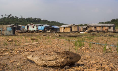 A dead Bodó, in front of stranded floating houses on the bed of Negro River, a major tributary of the Amazon River, during a drought in 2015
