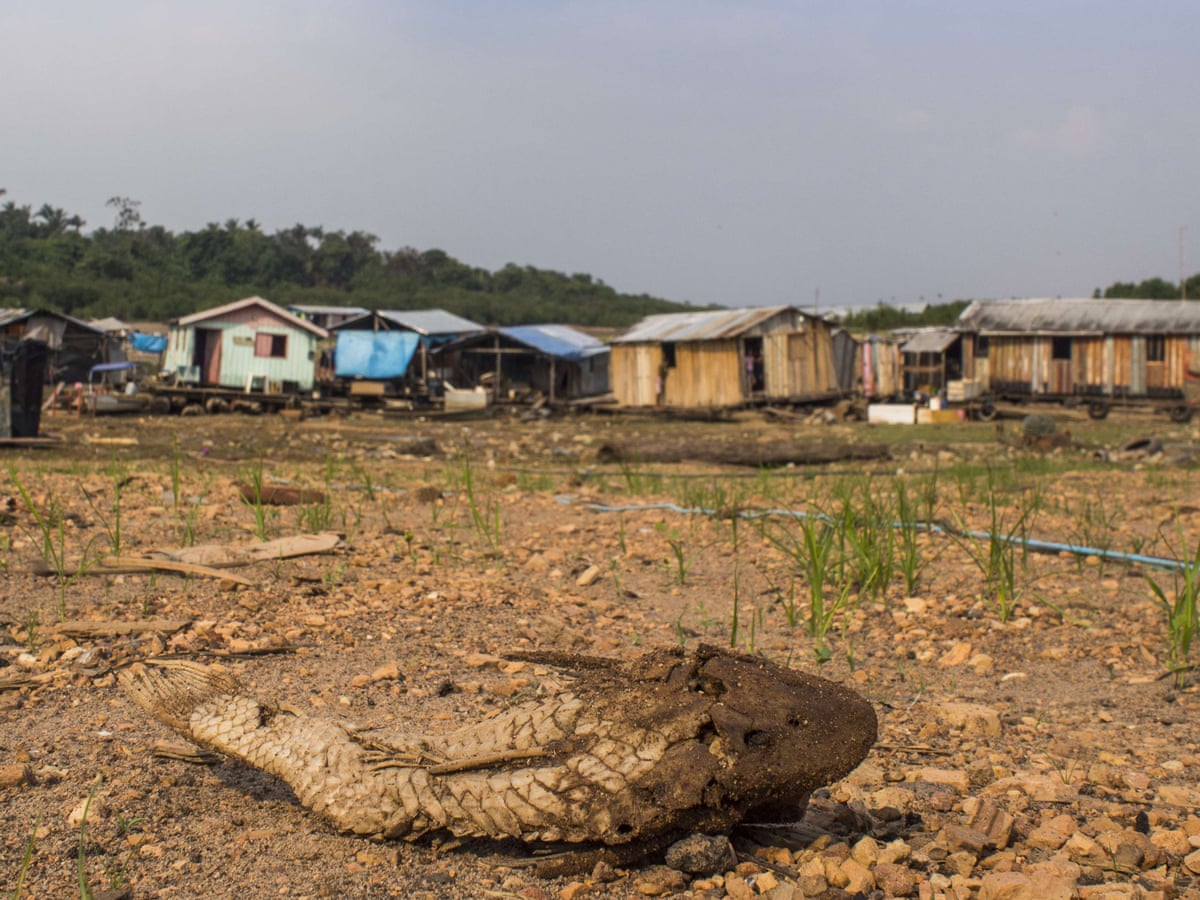Destruction Of Nature As Dangerous As Climate Change Scientists Warn Biodiversity The Guardian