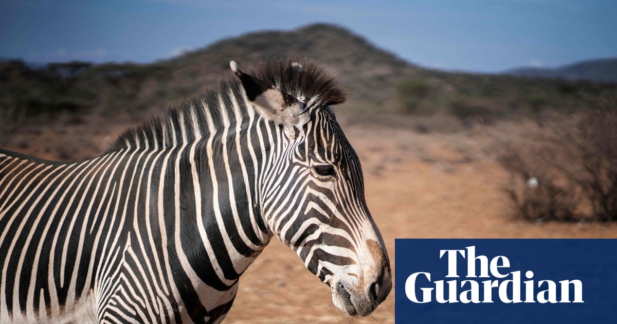 Grevy’s Zebra The Living Desert