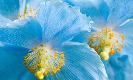 Among F Kingdon-Ward’s collections were the first viable seed of Meconopsis betonicifolia – Himalayan blue poppy.