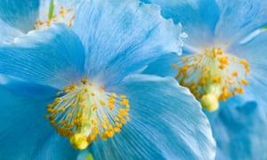 Himalayan blue poppy, meconopsis