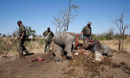 A ranger looks on after performing a post mortem on the carcass of a rhino killed by poachers in Kruger national park