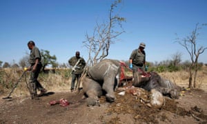 A ranger looks on after performing a post-mortem on a rhino killed for its horn in South Africa’s Kruger national park.