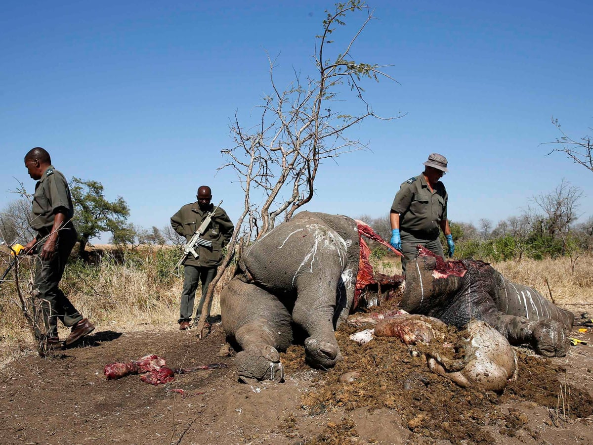Revealed: the criminals making millions from illegal wildlife trafficking | Illegal  wildlife trade | The Guardian