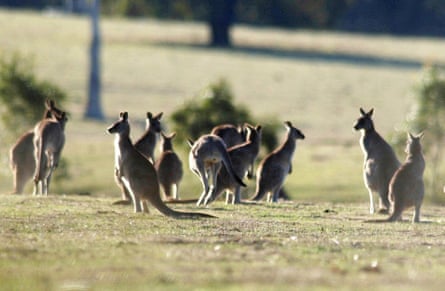 Kangaroos at the Puckapunyal army base