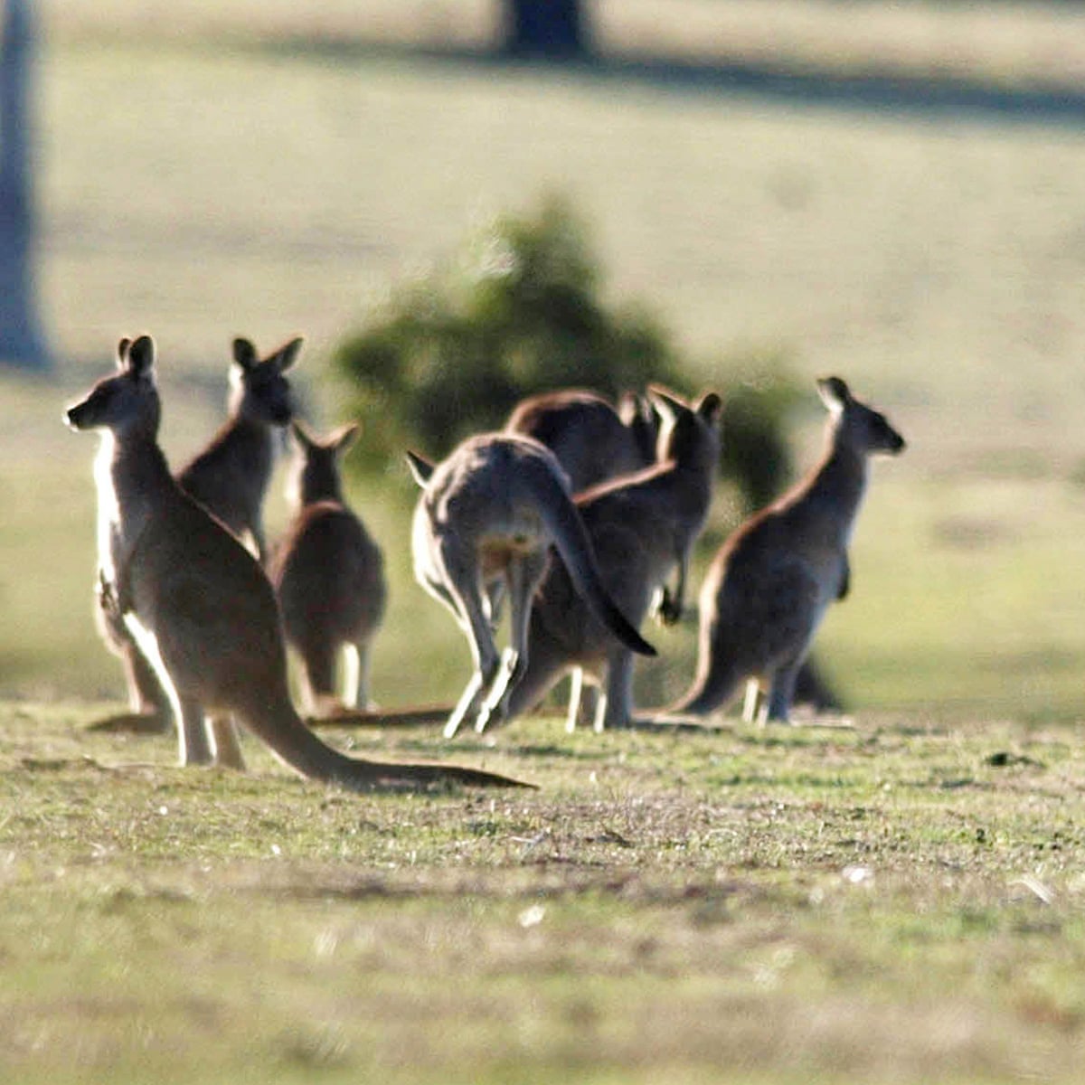 Australia S Kangaroo Meat Trade Could Be The Most Sustainable In The World Despite Welfare Concerns Animal Welfare The Guardian