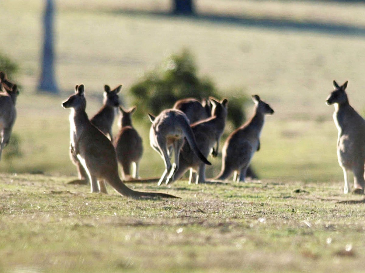 Australia S Kangaroo Meat Trade Could Be The Most Sustainable In The World Despite Welfare Concerns Animal Welfare The Guardian