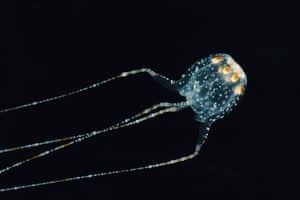 An adult male Copula sivickisi. The name refers to the courtship behaviour in which males and females entangle their tentacles and swim as a couple. The male then delivers a capsule of sperm which is swallowed by the female. Sometimes many males tangle with a single female at once.