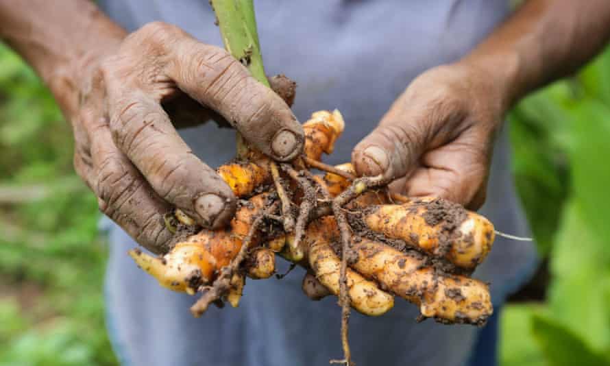 Rhizomes of the turmeric plant