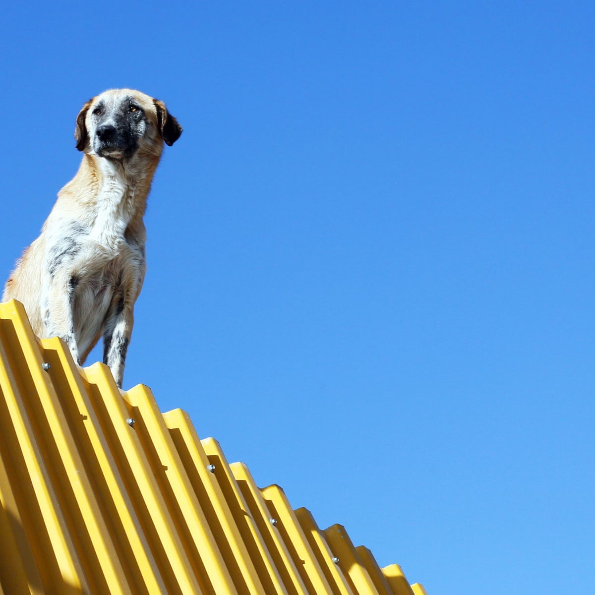 Well Then Dog well-then-dog