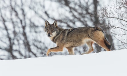 A wolf loping across a snowy ridge 