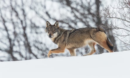 A wolf loping across a snowy ridge