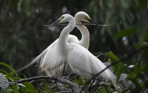 A pair of egrets build their nest in Panbazar area on the banks of the Brahmaputra river in Guwahati, India