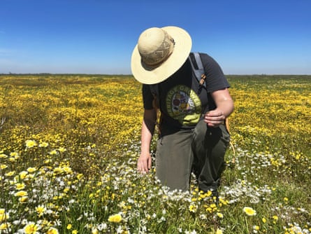 a woman in outdoor work clothes and a wide-brimmed hat examines collects seeds from wildflowers in a field