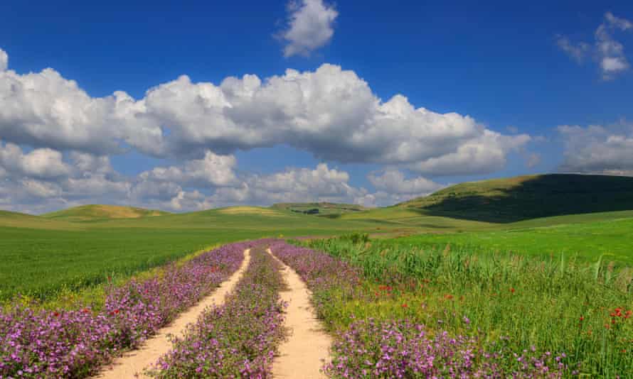 Puglia landscape with wildlfowers.