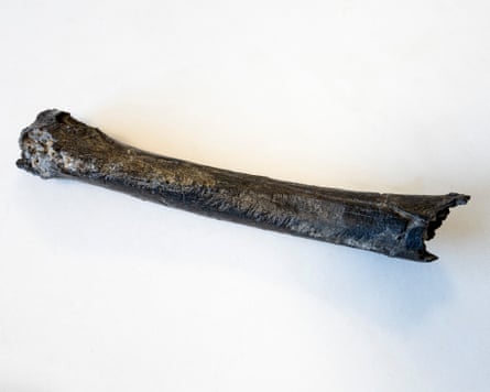 The femur discovered near the site where Michel Brunet found Toumaï’s skull.