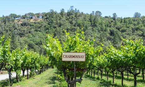 Chardonnay: ‘Until Bridget Jones it was really sexy,’ wrote the wine critic Oz Clarke.