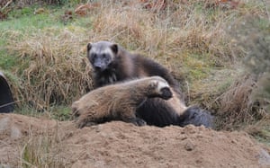 A wolverine kit with its mother at Highland wildlife park in Kingussie. A pair of kits were born in February, the first wolverine kits born in Scotland – and it is only the third time the vulnerable species has ever been born and reared in the UK.
