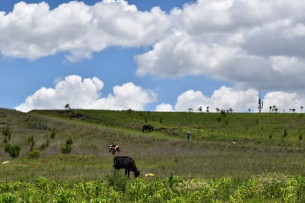 A few cows and people on a grassy hillside