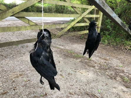 Crows hanging by string in front of gate