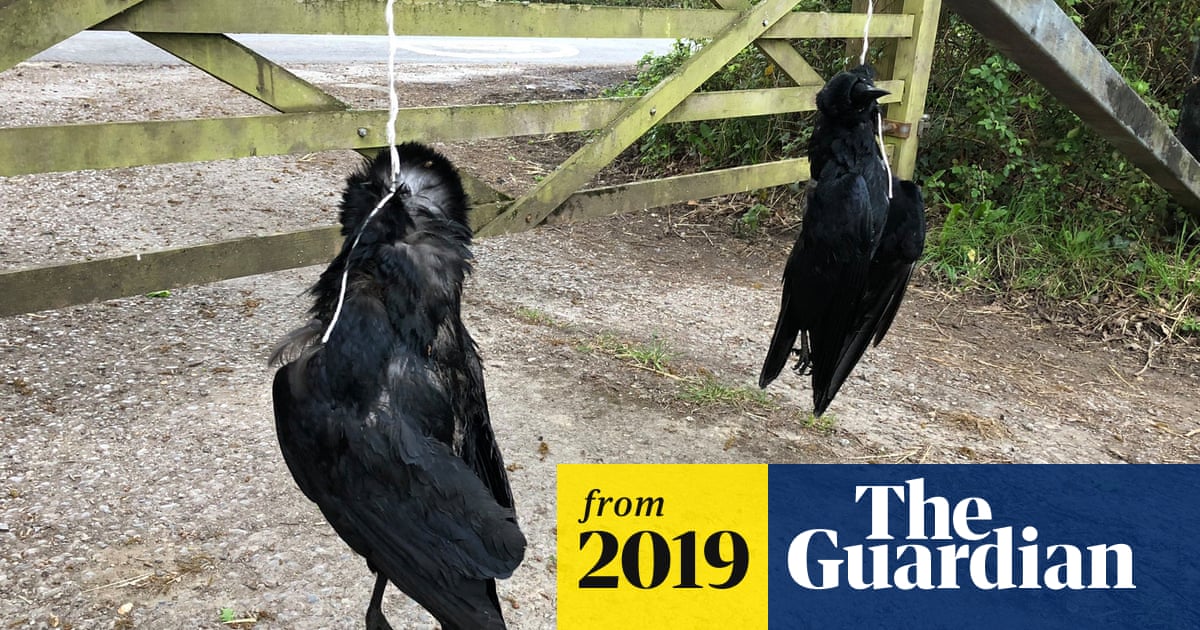 A Bird Died Outside My House: Uncovering Nature’s Silent Message